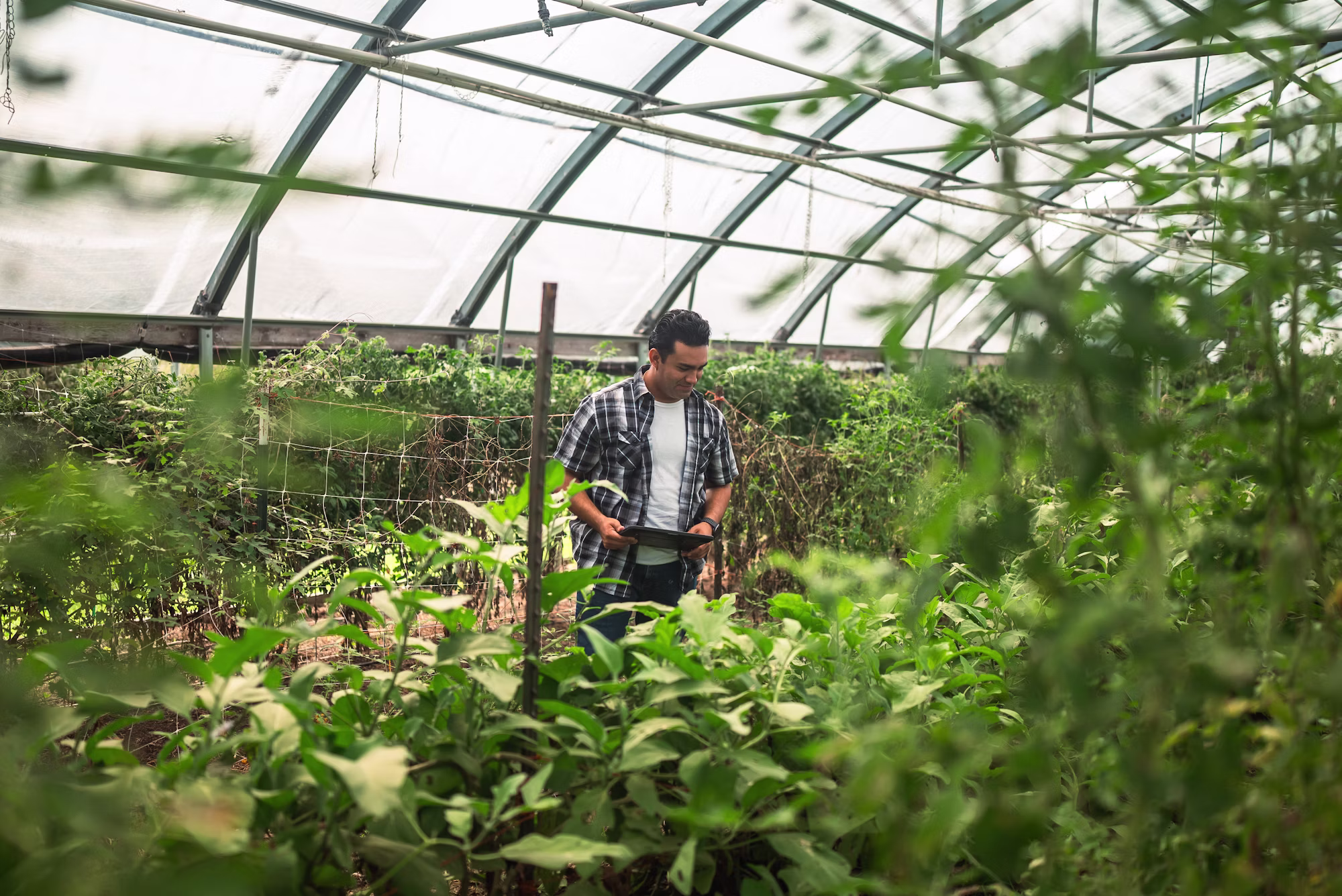 Hadidi Max team member tending plants in a modern greenhouse